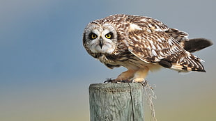brown and white owl, owl, birds
