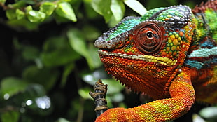 orange and green iguana, nature, animals, wildlife, chameleons HD wallpaper