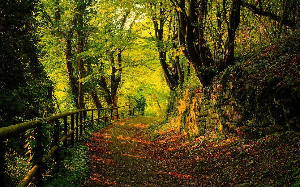 green tree in the forest HD wallpaper