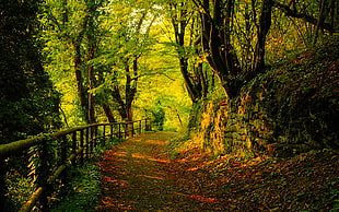 green tree in the forest HD wallpaper