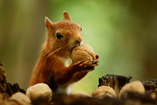 selective focus photography of Squirrel eating walnut HD wallpaper
