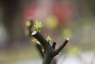 focus photo of tree trunk, nature, trees, macro