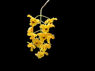 yellow flower with black background HD wallpaper