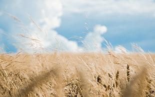 photography of brown dandelion during daytime