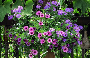 purple flowers photography HD wallpaper