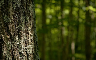 brown trees HD wallpaper