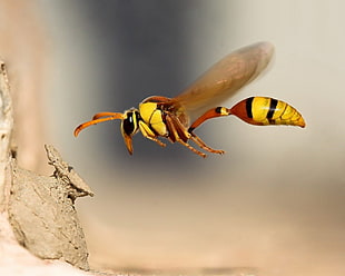 selective focus photography of yellow and green flying insect