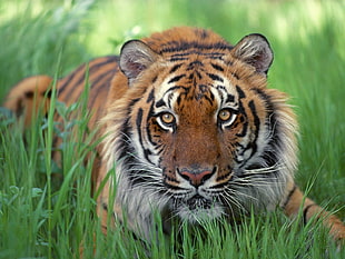 Bengal Tiger prone lying on grass field at daytime