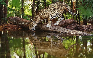 brown and black leopard, jaguars, animals, feline, big cats