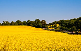 yellow flower field, nature, landscape, Rapeseed, field
