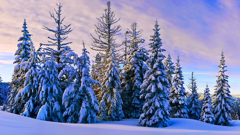green leafed trees, nature HD wallpaper