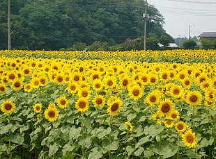 sunflower field during daytime HD wallpaper