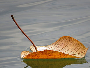 photography of brown leaf under the body of water