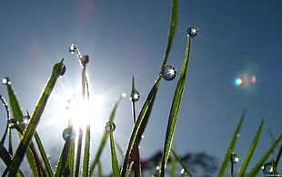 macro shot of water droplets on green grass
