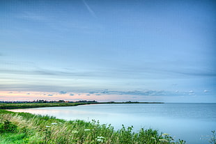 green plant near body of water under blue sky during day time, marken, dutch HD wallpaper