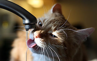 orange tabby cat drinking water on faucet on focus photo