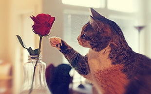 Cat picking rose photo HD wallpaper