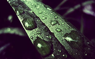 shallow focus photography of green leaf with water drops