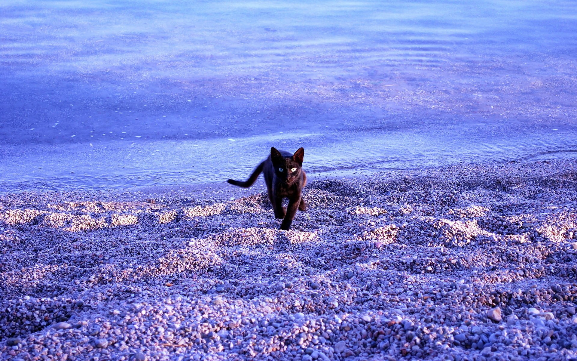 black tabby cat, nature, landscape, animals, cat