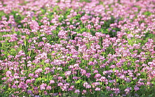 garden of pink petaled flowers HD wallpaper