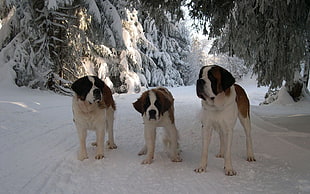 three tricolor St. Bernards on snow