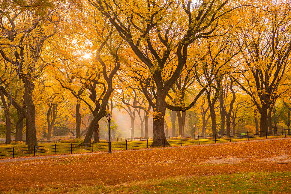 photo of yellow leaf trees, central park HD wallpaper