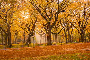 photo of yellow leaf trees, central park HD wallpaper