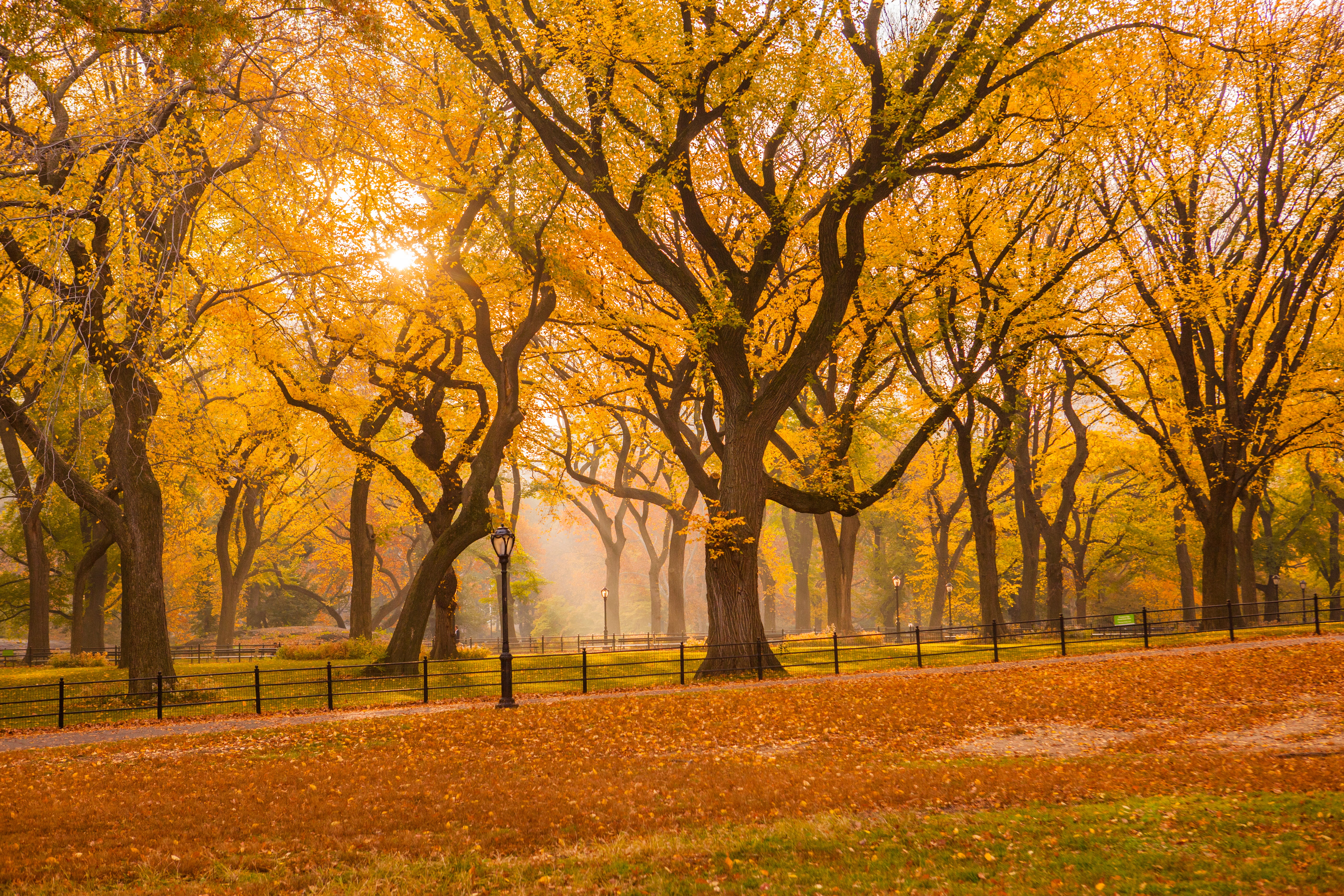 photo of yellow leaf trees, central park