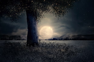 full moon view from a tree HD wallpaper