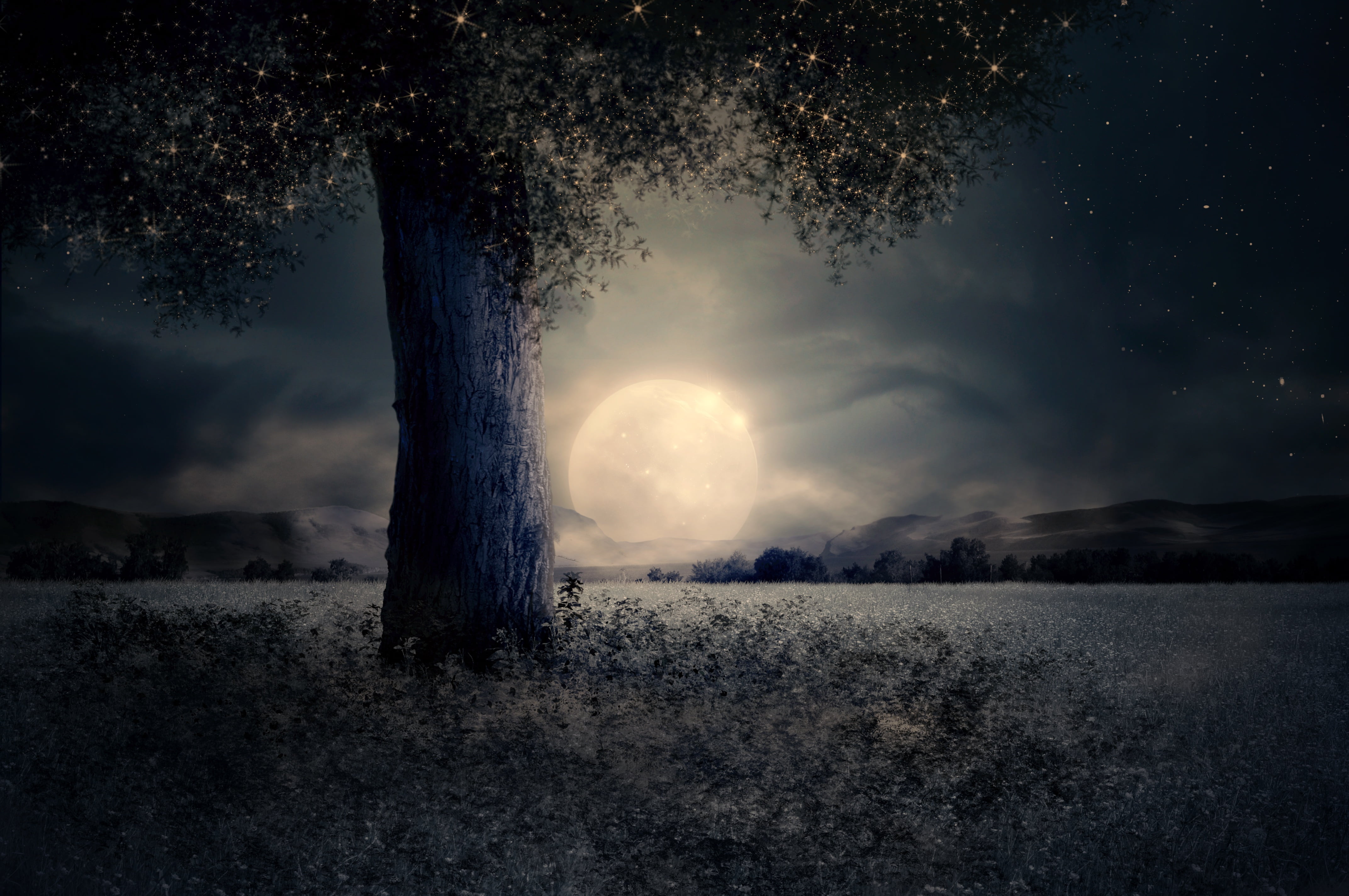 Full Moon View From A Tree Hd Wallpaper Wallpaper Flare