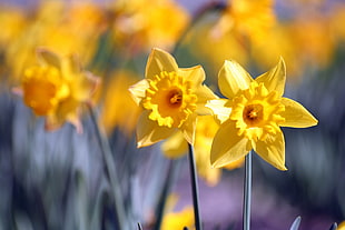closeup photo of yellow 5-petaled flowers blooming during daytime HD wallpaper