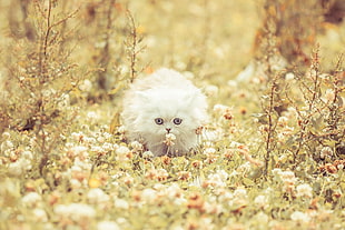 white Persian cat on green grass HD wallpaper