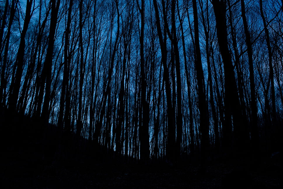 tree lot, Trees, Forest, Dark HD wallpaper