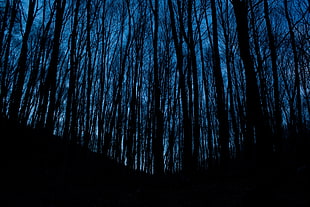 tree lot, Trees, Forest, Dark HD wallpaper