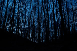 tree lot, Trees, Forest, Dark