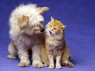 shallow focus photography of orange Main coon cat