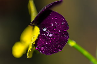 close-up photography of purple and yellow petal flower