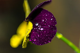 close-up photography of purple and yellow petal flower HD wallpaper
