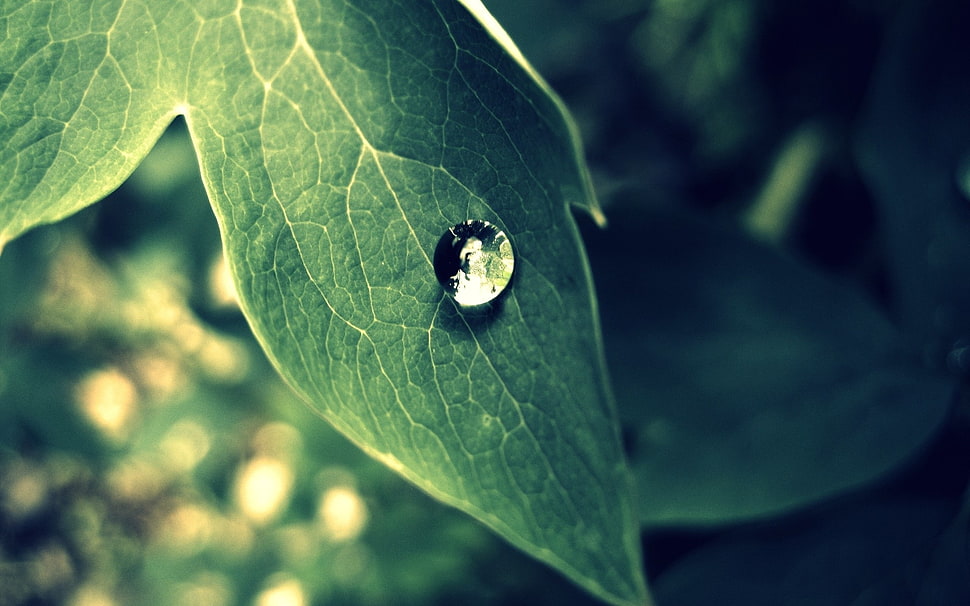 selective focus photography of water dew on green leaf HD wallpaper