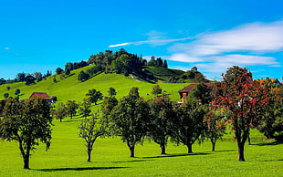 panoramic photography of inline trees with wooden houses