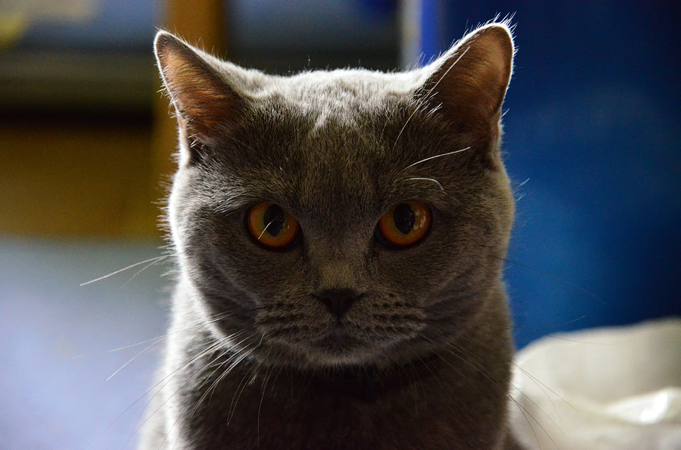 gray cat, animals, cat HD wallpaper