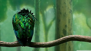 green bird on tree branch, birds, tropical