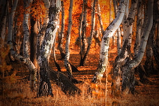 birch tree, nature, trees, fall