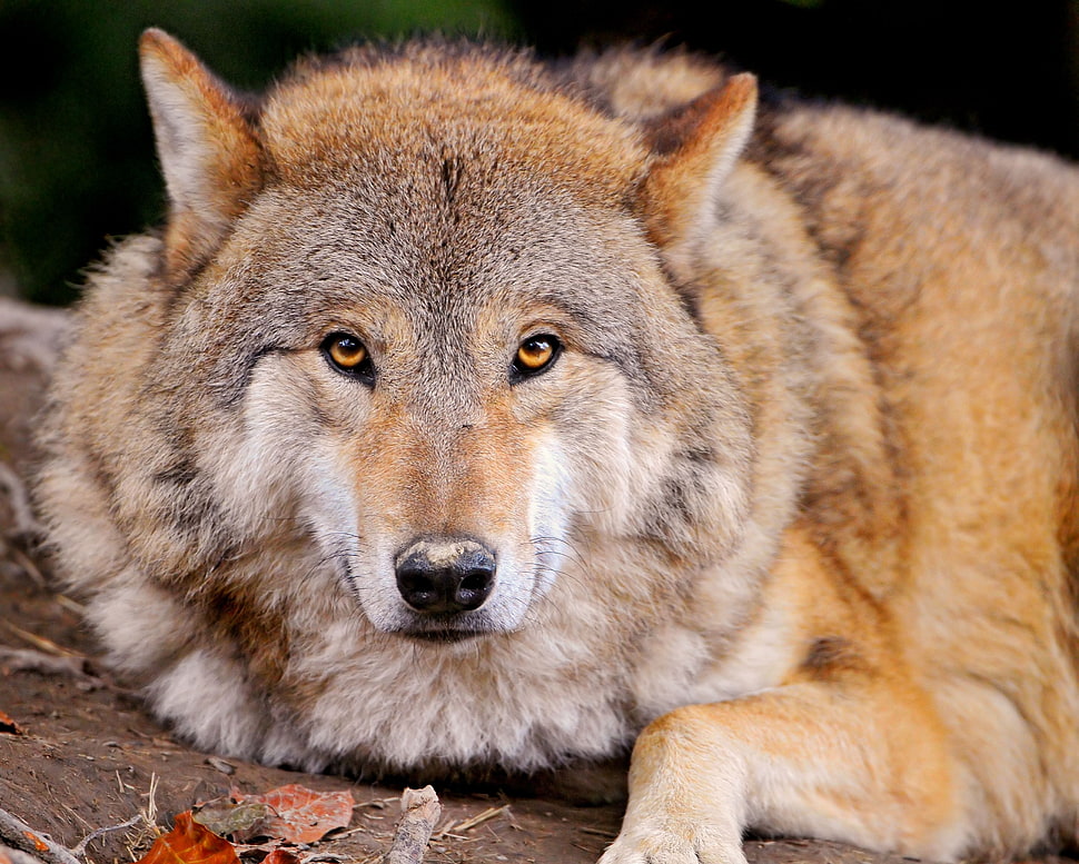 close up photography of Wolf HD wallpaper