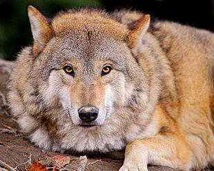 close up photography of Wolf