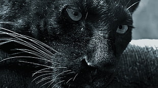 black Panther, panthers, big cats, animals