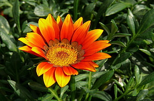 closeup photography of red and yellow Gazania flower