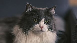 closeup photography of tuxedo cat