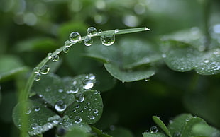 macro photography of leaves with waterdrops, plants, macro, water drops, clovers
