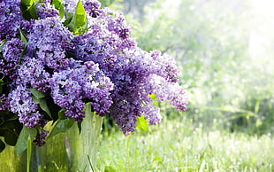 purple Lilacs flowers